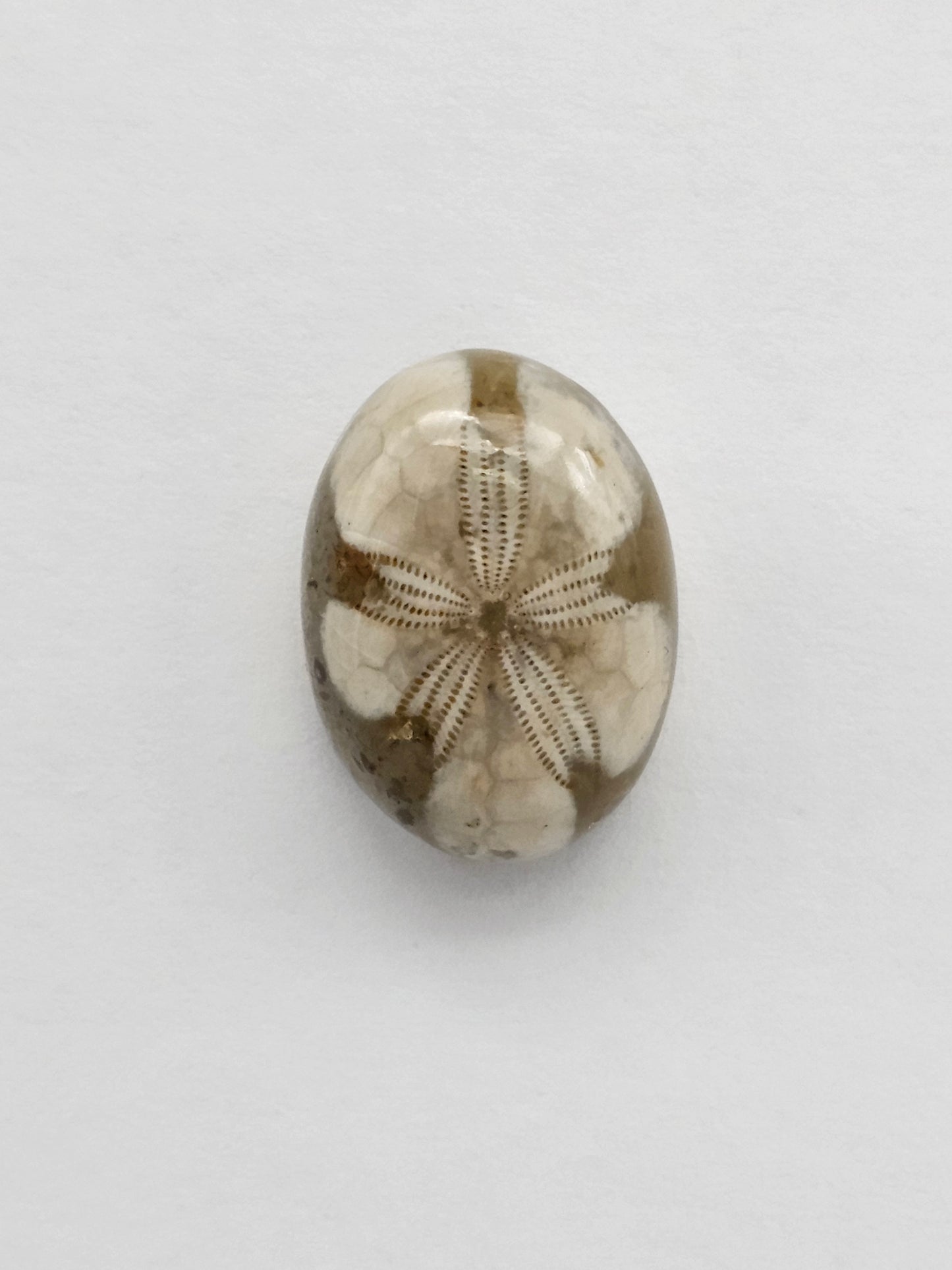 Sea Urchin (Sand Dollar) Fossil Cabochon – Mexican Echinoid