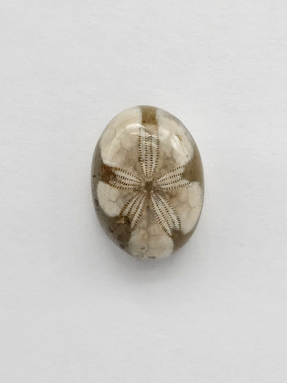 Sea Urchin (Sand Dollar) Fossil Cabochon – Mexican Echinoid