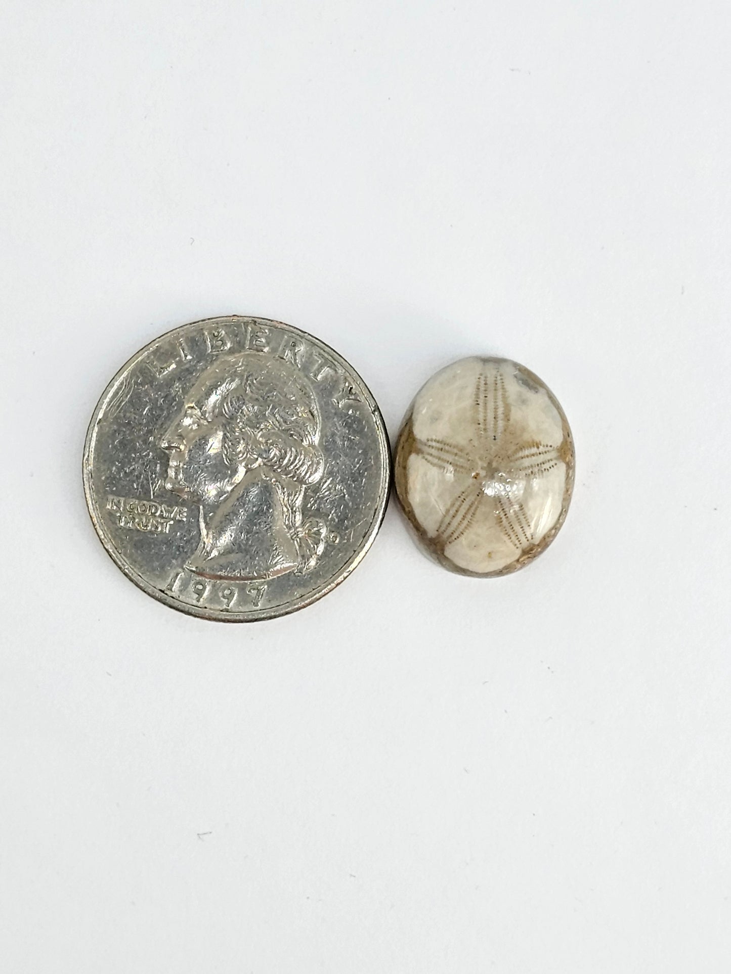 Sea Urchin (Sand Dollar) Fossil Cabochon – Mexican Echinoid