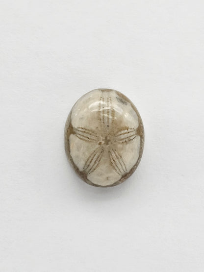 Sea Urchin (Sand Dollar) Fossil Cabochon – Mexican Echinoid