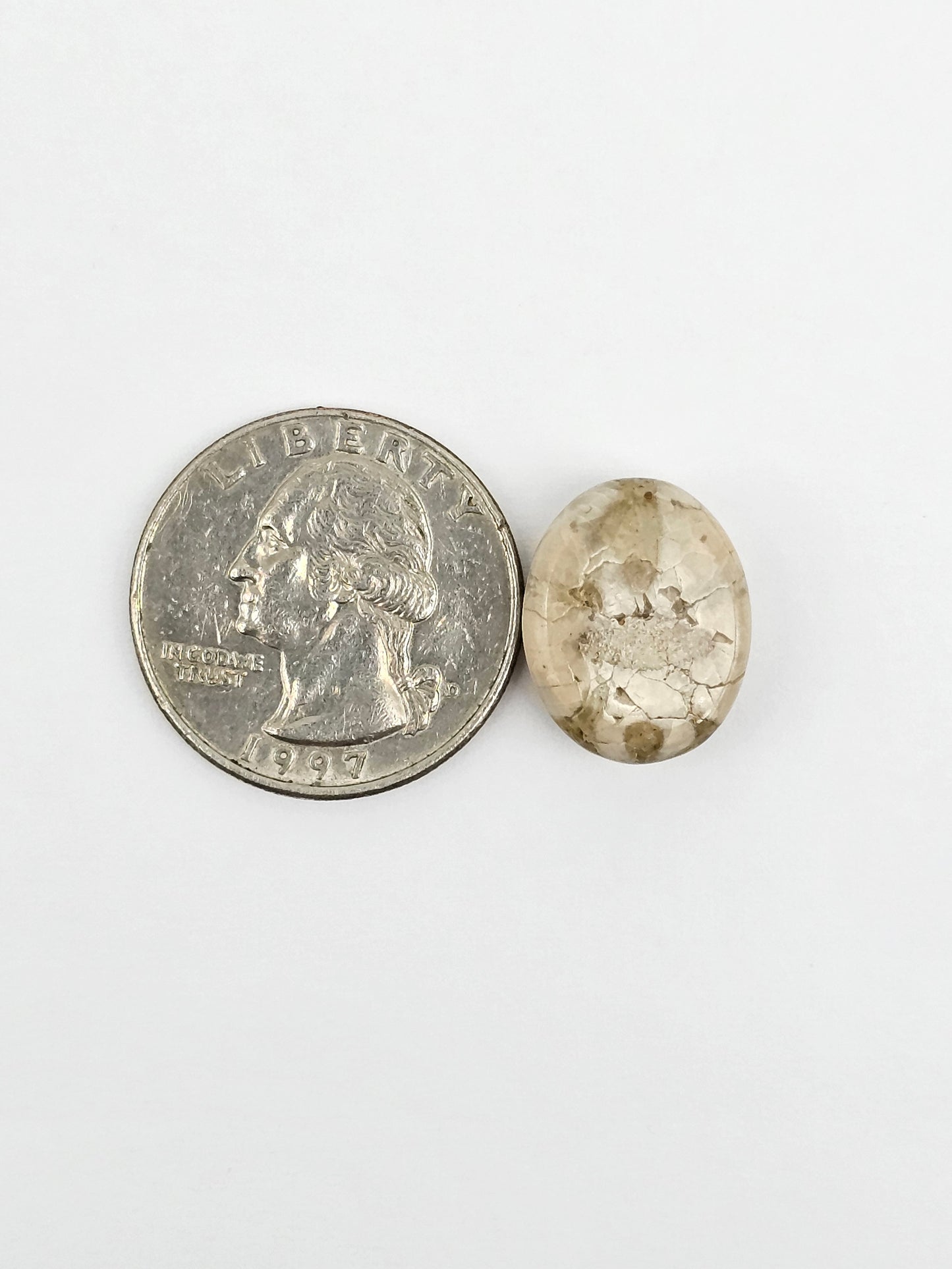 Sea Urchin (Sand Dollar) Fossil Cabochon – Mexican Echinoid