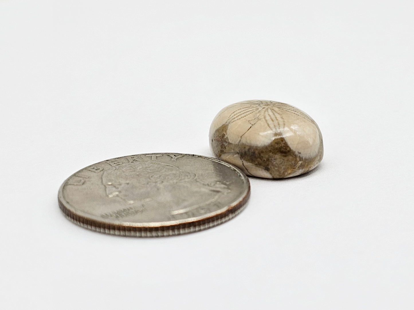 Sea Urchin (Sand Dollar) Fossil Cabochon – Mexican Echinoid