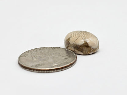 Sea Urchin (Sand Dollar) Fossil Cabochon – Mexican Echinoid