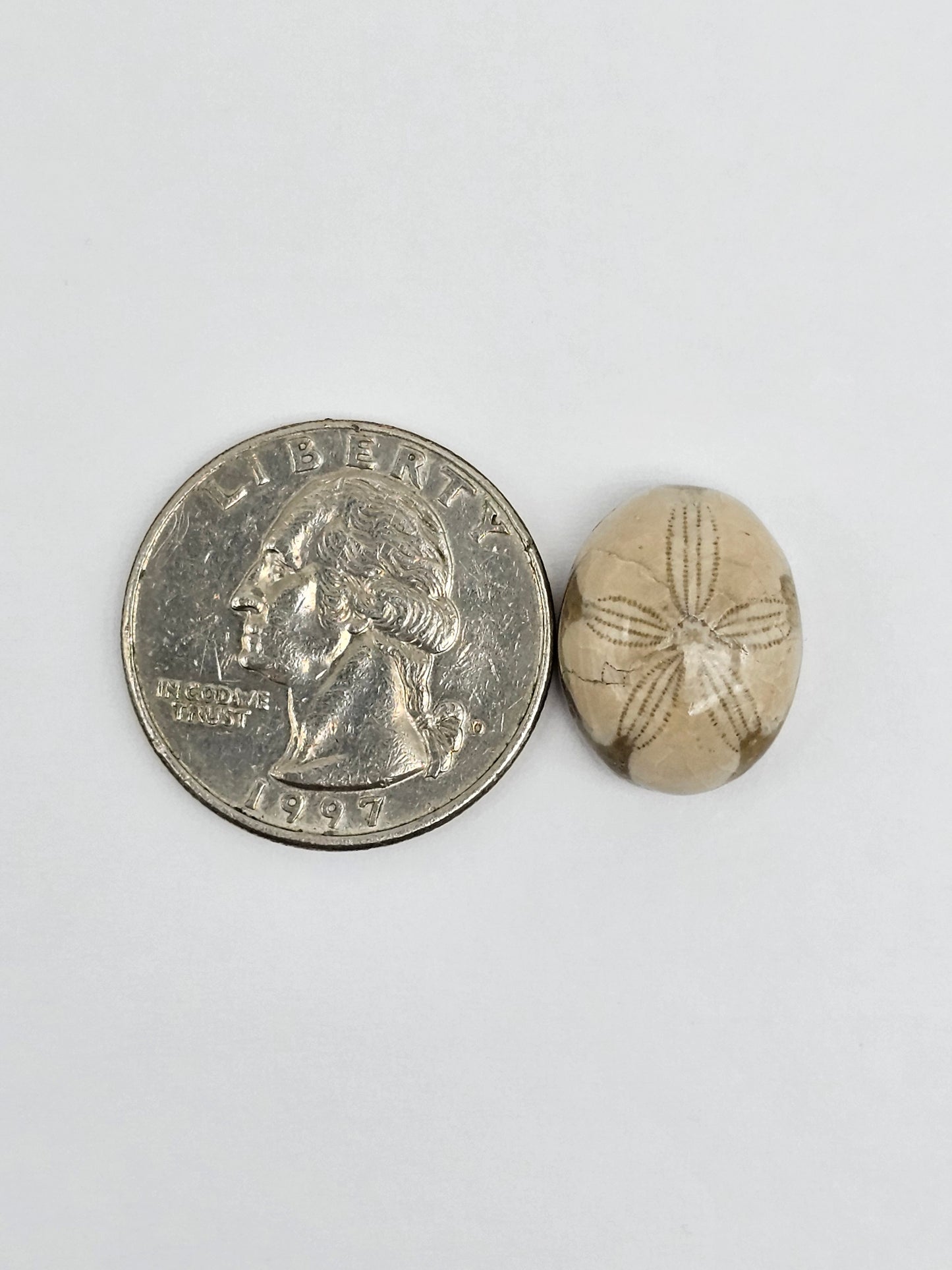 Sea Urchin (Sand Dollar) Fossil Cabochon – Mexican Echinoid
