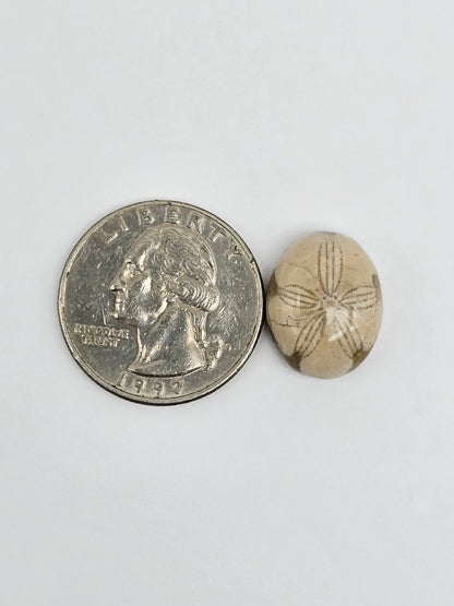 Sea Urchin (Sand Dollar) Fossil Cabochon – Mexican Echinoid