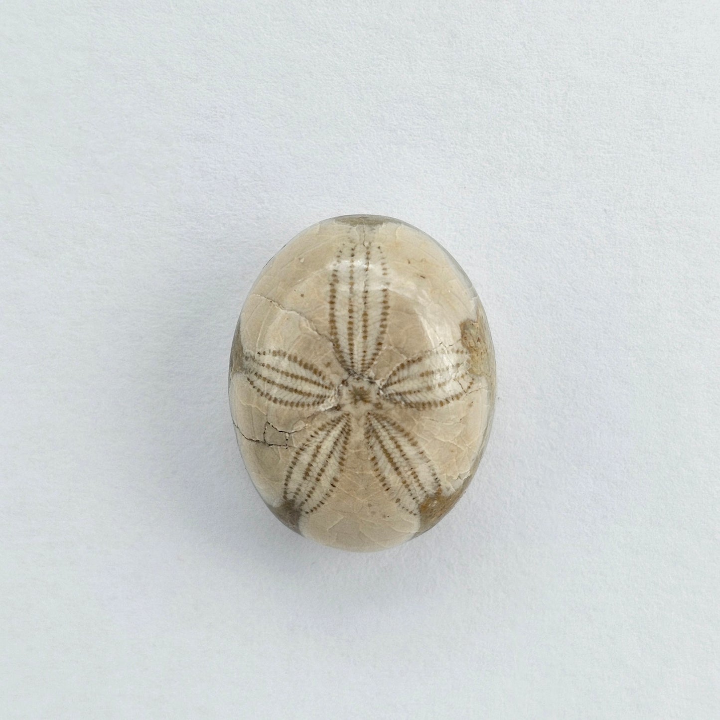 Sea Urchin (Sand Dollar) Fossil Cabochon – Mexican Echinoid
