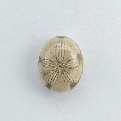 Sea Urchin (Sand Dollar) Fossil Cabochon – Mexican Echinoid