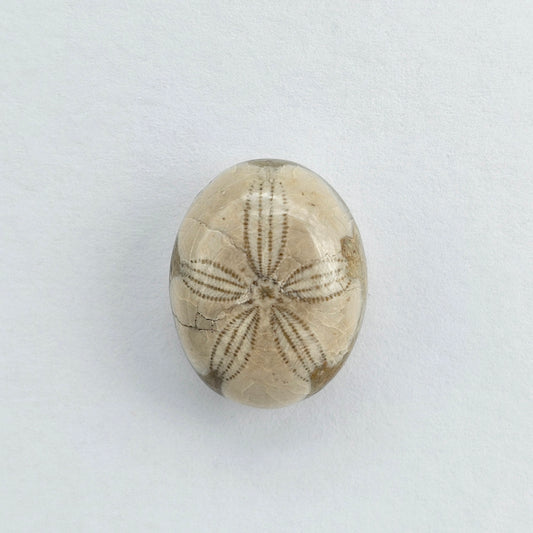 Sea Urchin (Sand Dollar) Fossil Cabochon – Mexican Echinoid