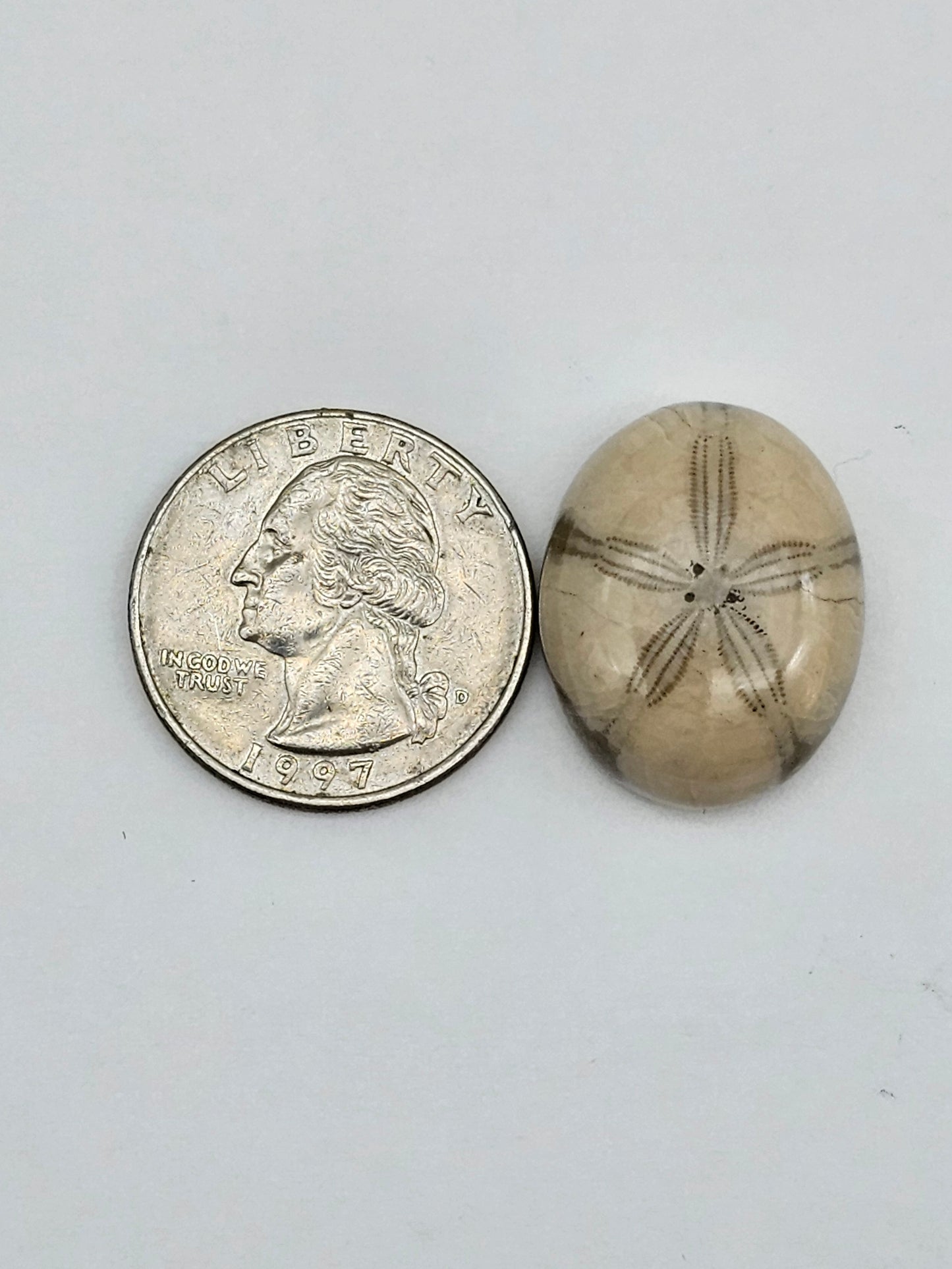 Sand dollar fossil medium