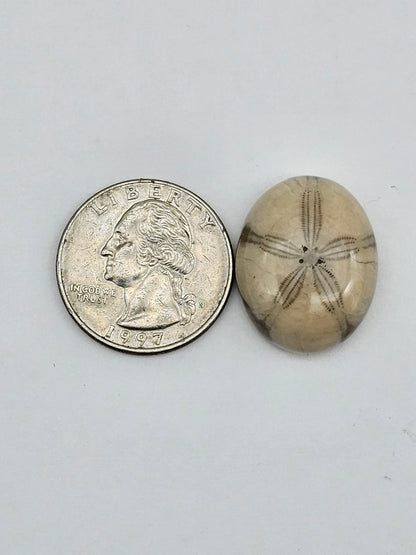 Sand dollar fossil medium