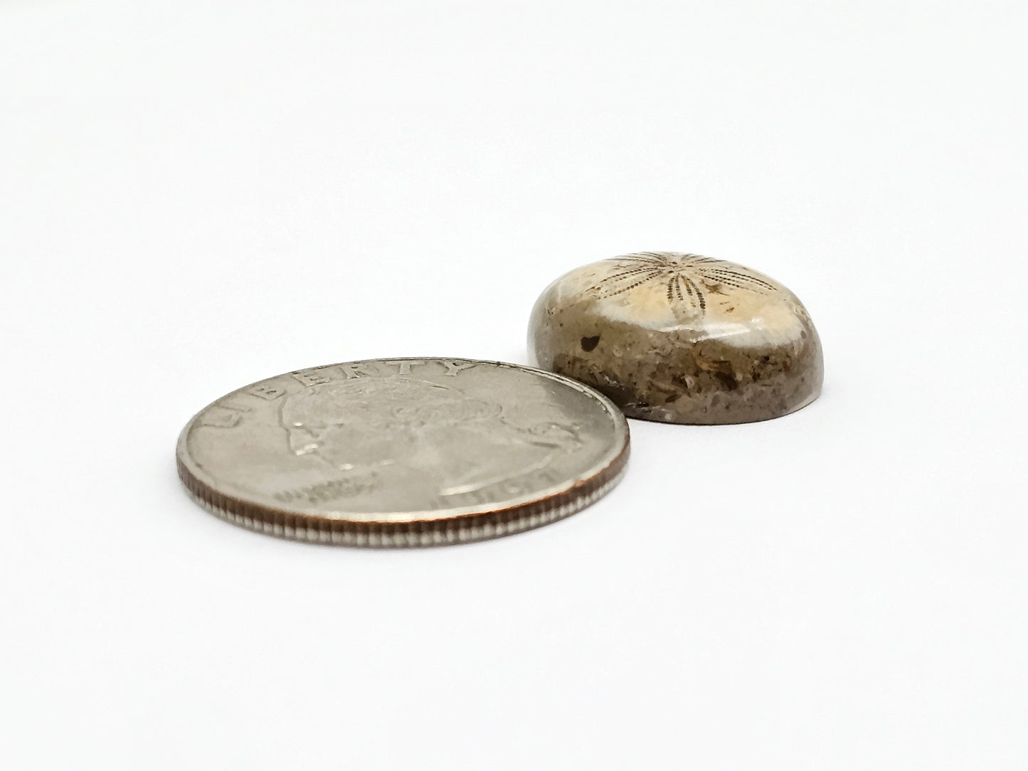 Sea Urchin (Sand Dollar) Fossil Cabochon – Mexican Echinoid