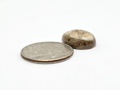 Sea Urchin (Sand Dollar) Fossil Cabochon – Mexican Echinoid