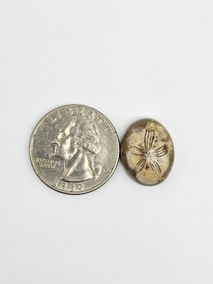 Sea Urchin (Sand Dollar) Fossil Cabochon – Mexican Echinoid
