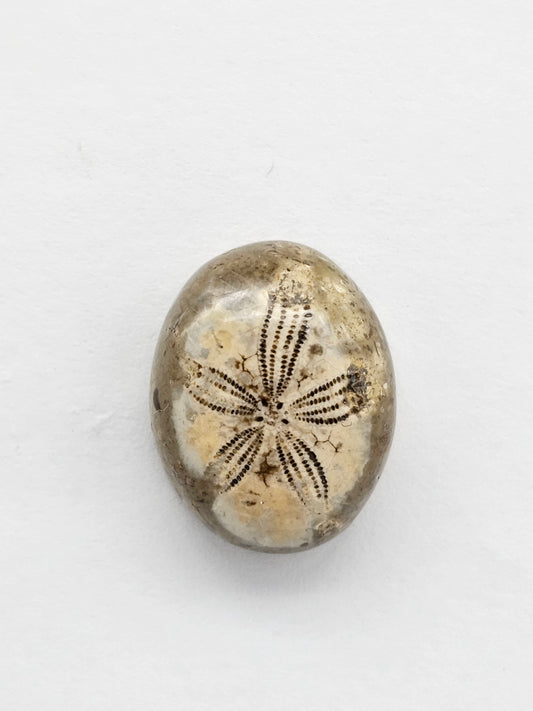 Sea Urchin (Sand Dollar) Fossil Cabochon – Mexican Echinoid