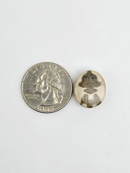 Sea Urchin (Sand Dollar) Fossil Cabochon – Mexican Echinoid
