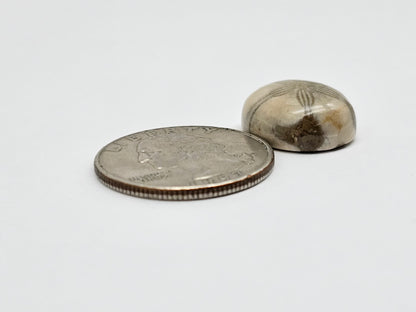 Sea Urchin (Sand Dollar) Fossil Cabochon – Mexican Echinoid