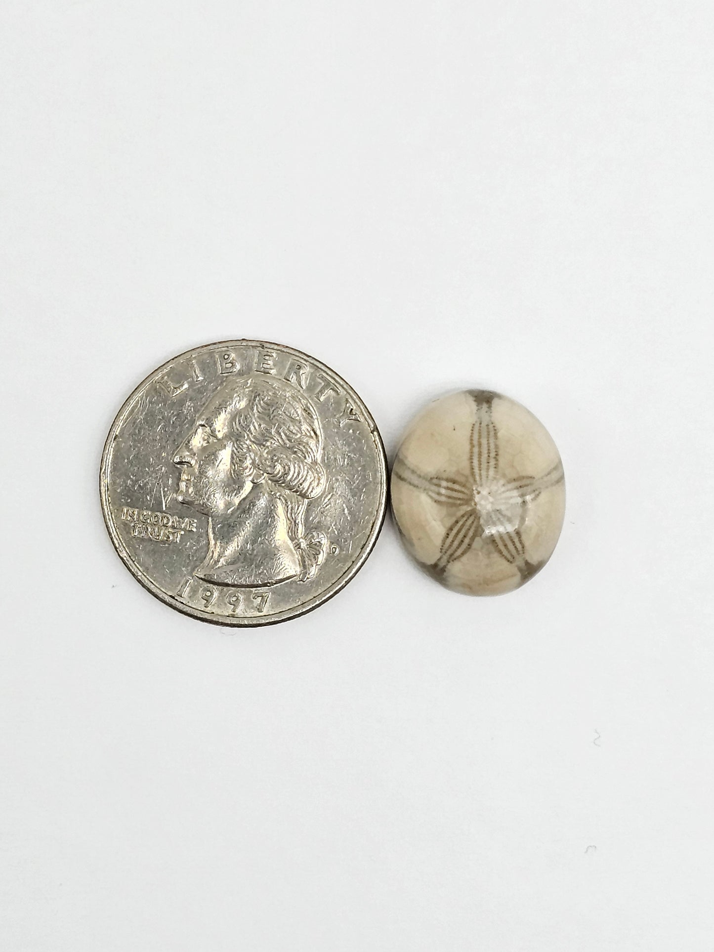 Sea Urchin (Sand Dollar) Fossil Cabochon – Mexican Echinoid