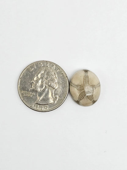 Sea Urchin (Sand Dollar) Fossil Cabochon – Mexican Echinoid