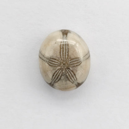 Sea Urchin (Sand Dollar) Fossil Cabochon – Mexican Echinoid
