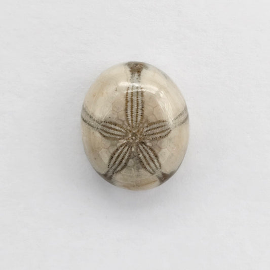 Sea Urchin (Sand Dollar) Fossil Cabochon – Mexican Echinoid