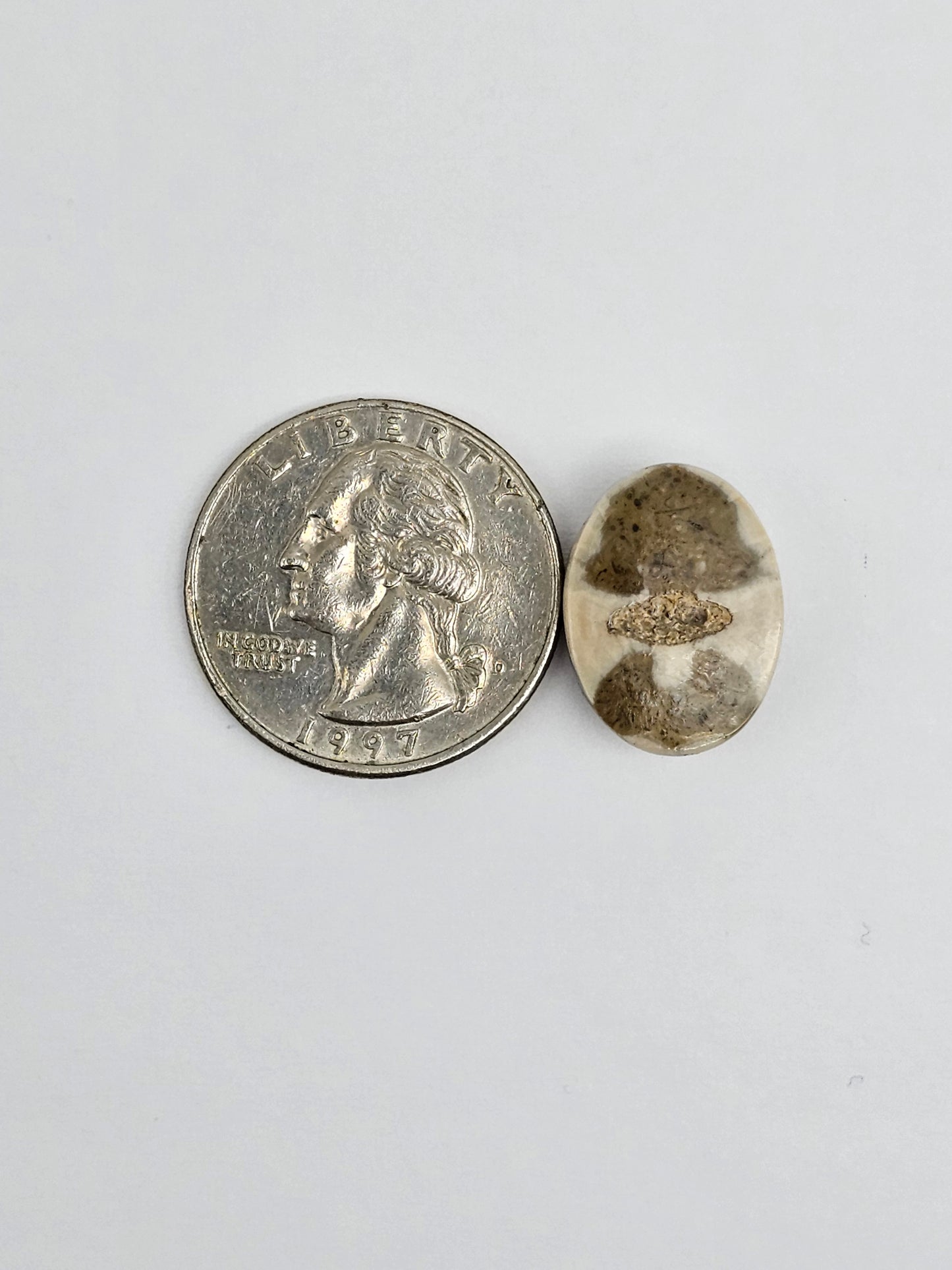 Sea Urchin (Sand Dollar) Fossil Cabochon – Mexican Echinoid