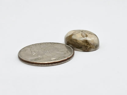 Sea Urchin (Sand Dollar) Fossil Cabochon – Mexican Echinoid