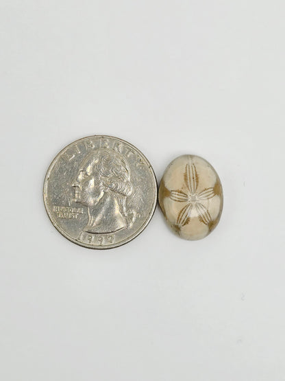 Sea Urchin (Sand Dollar) Fossil Cabochon – Mexican Echinoid
