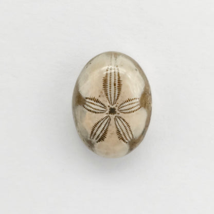 Sea Urchin (Sand Dollar) Fossil Cabochon – Mexican Echinoid