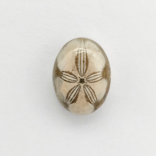 Sea Urchin (Sand Dollar) Fossil Cabochon – Mexican Echinoid