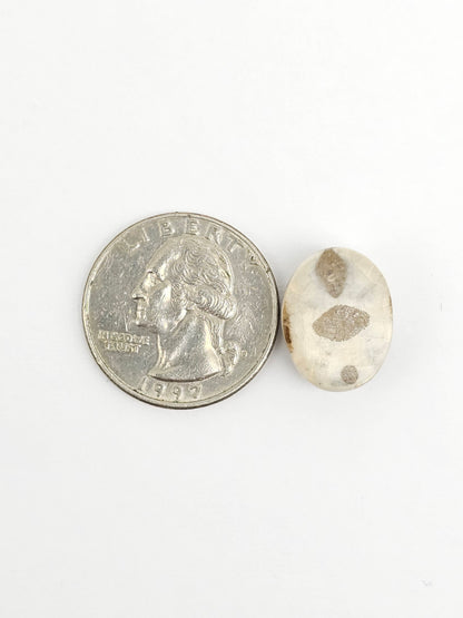 Sea Urchin (Sand Dollar) Fossil Cabochon – Mexican Echinoid