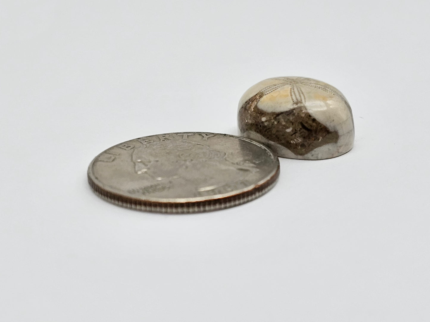 Sea Urchin (Sand Dollar) Fossil Cabochon – Mexican Echinoid