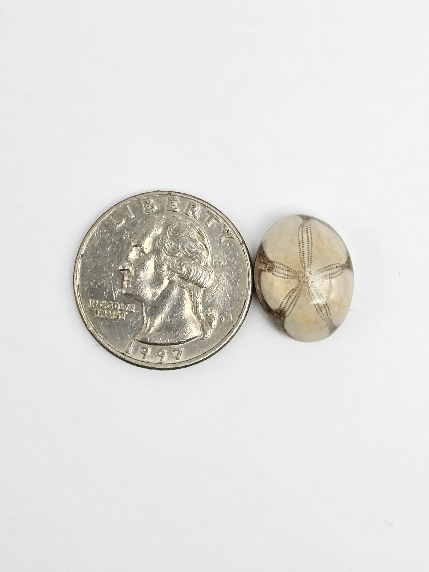 Sea Urchin (Sand Dollar) Fossil Cabochon – Mexican Echinoid
