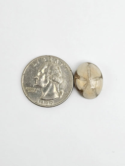 Sea Urchin (Sand Dollar) Fossil Cabochon – Mexican Echinoid