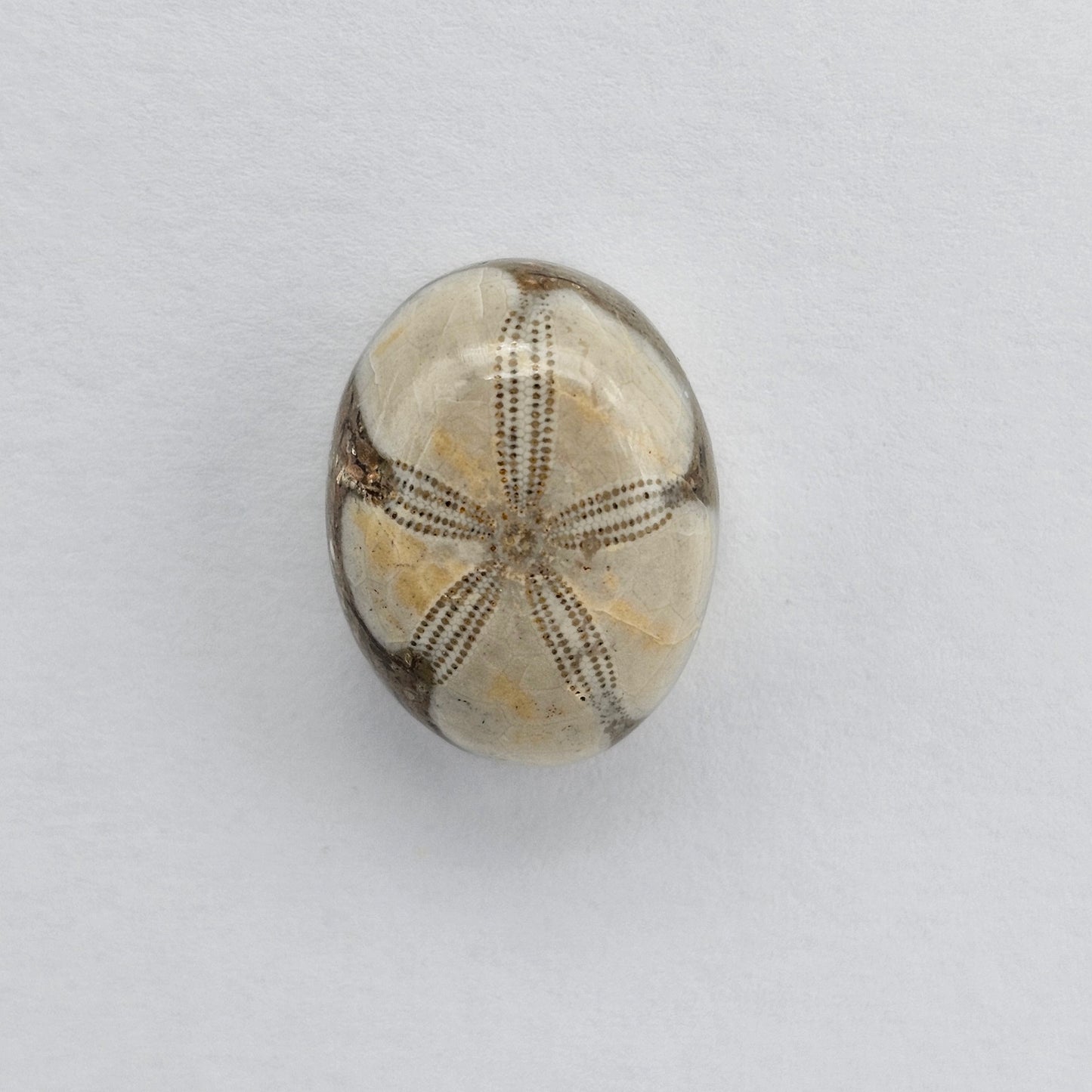 Sea Urchin (Sand Dollar) Fossil Cabochon – Mexican Echinoid