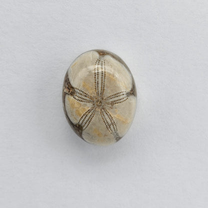 Sea Urchin (Sand Dollar) Fossil Cabochon – Mexican Echinoid