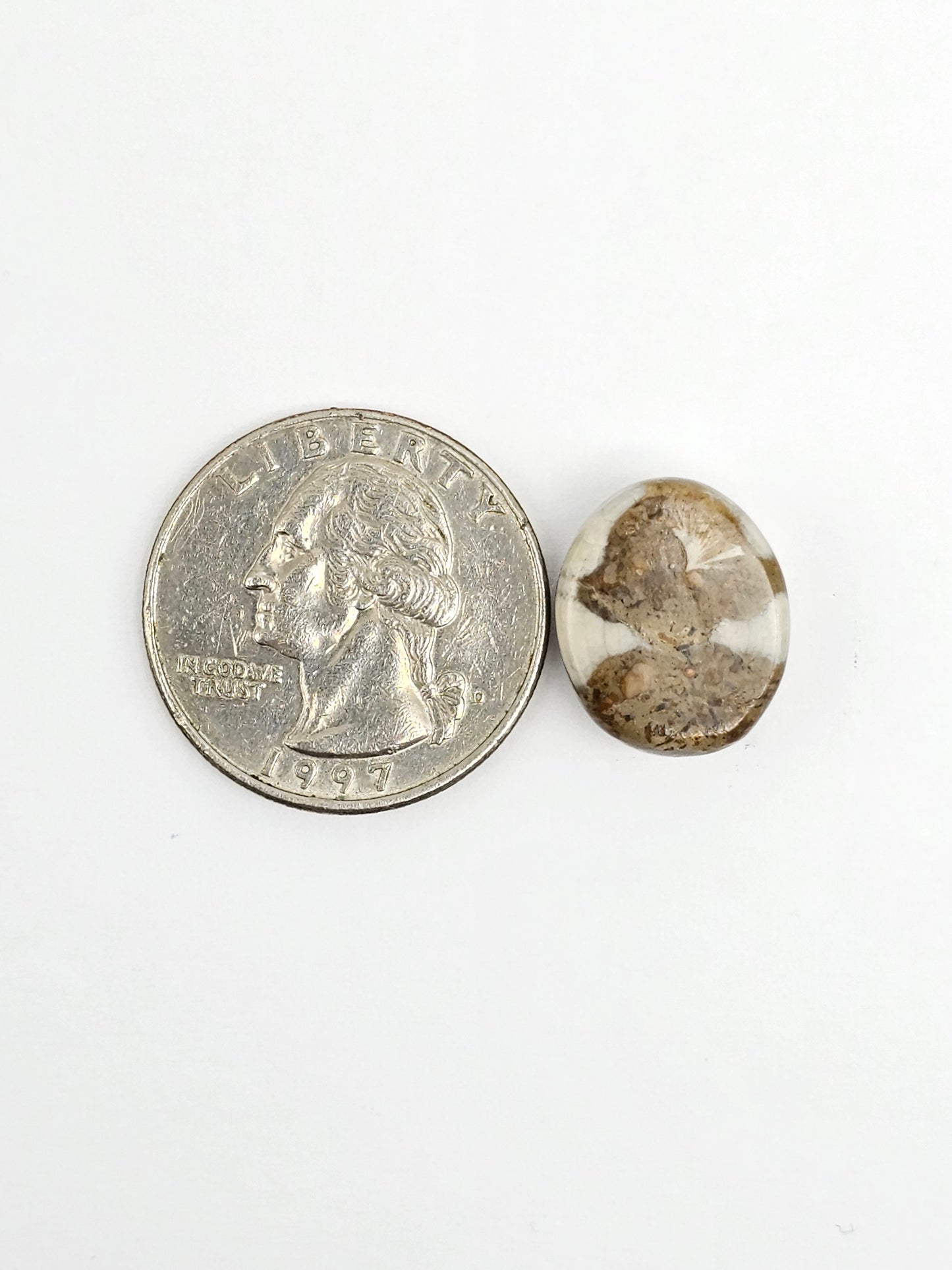 Sea Urchin (Sand Dollar) Fossil Cabochon – Mexican Echinoid