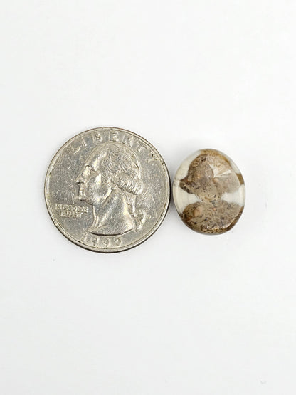Sea Urchin (Sand Dollar) Fossil Cabochon – Mexican Echinoid