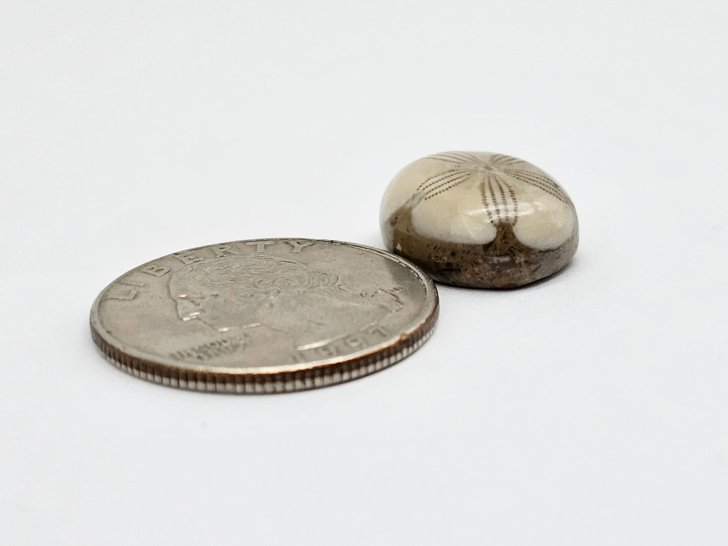 Sea Urchin (Sand Dollar) Fossil Cabochon – Mexican Echinoid