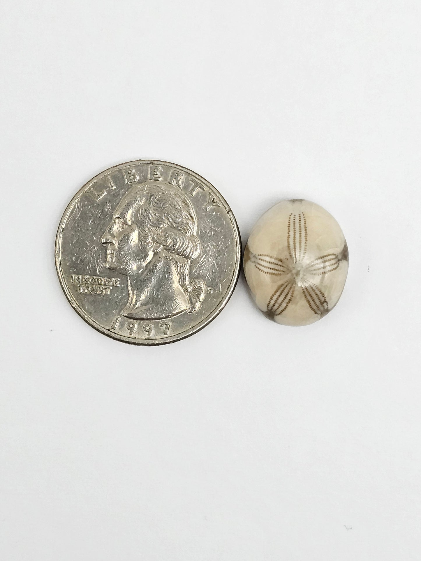Sea Urchin (Sand Dollar) Fossil Cabochon – Mexican Echinoid
