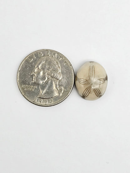 Sea Urchin (Sand Dollar) Fossil Cabochon – Mexican Echinoid
