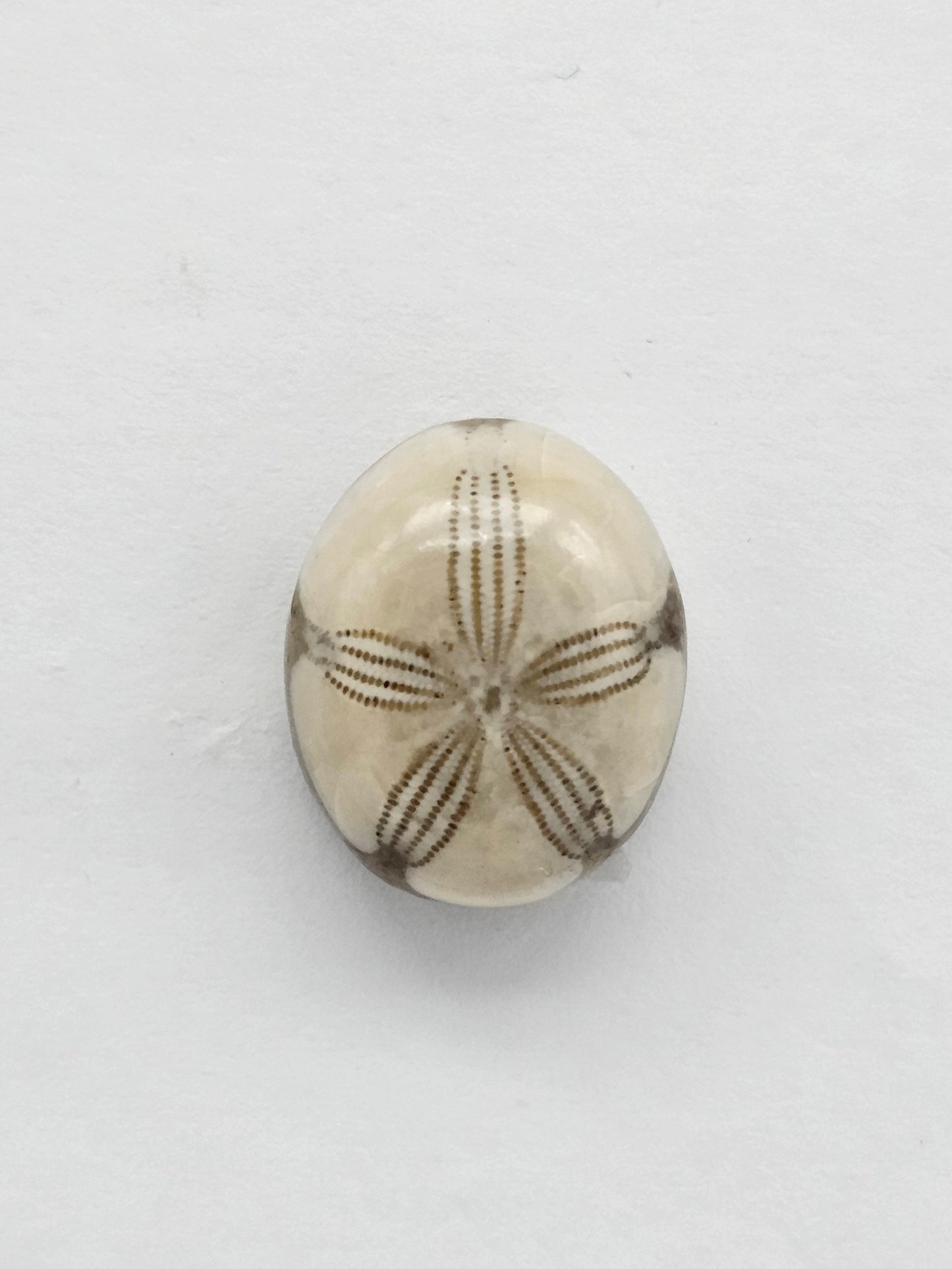 Sea Urchin (Sand Dollar) Fossil Cabochon – Mexican Echinoid