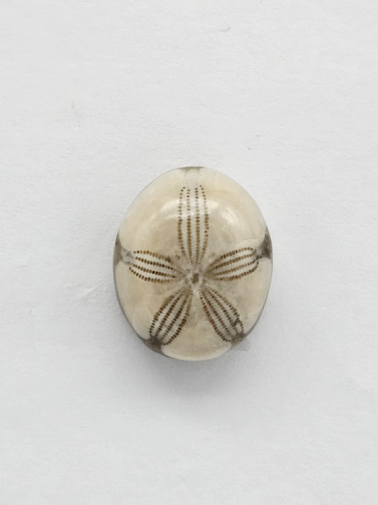 Sea Urchin (Sand Dollar) Fossil Cabochon – Mexican Echinoid