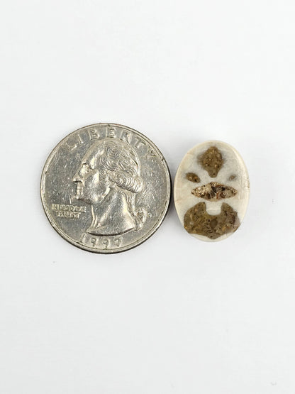 Sea Urchin (Sand Dollar) Fossil Cabochon – Mexican Echinoid