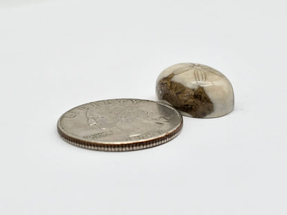 Sea Urchin (Sand Dollar) Fossil Cabochon – Mexican Echinoid