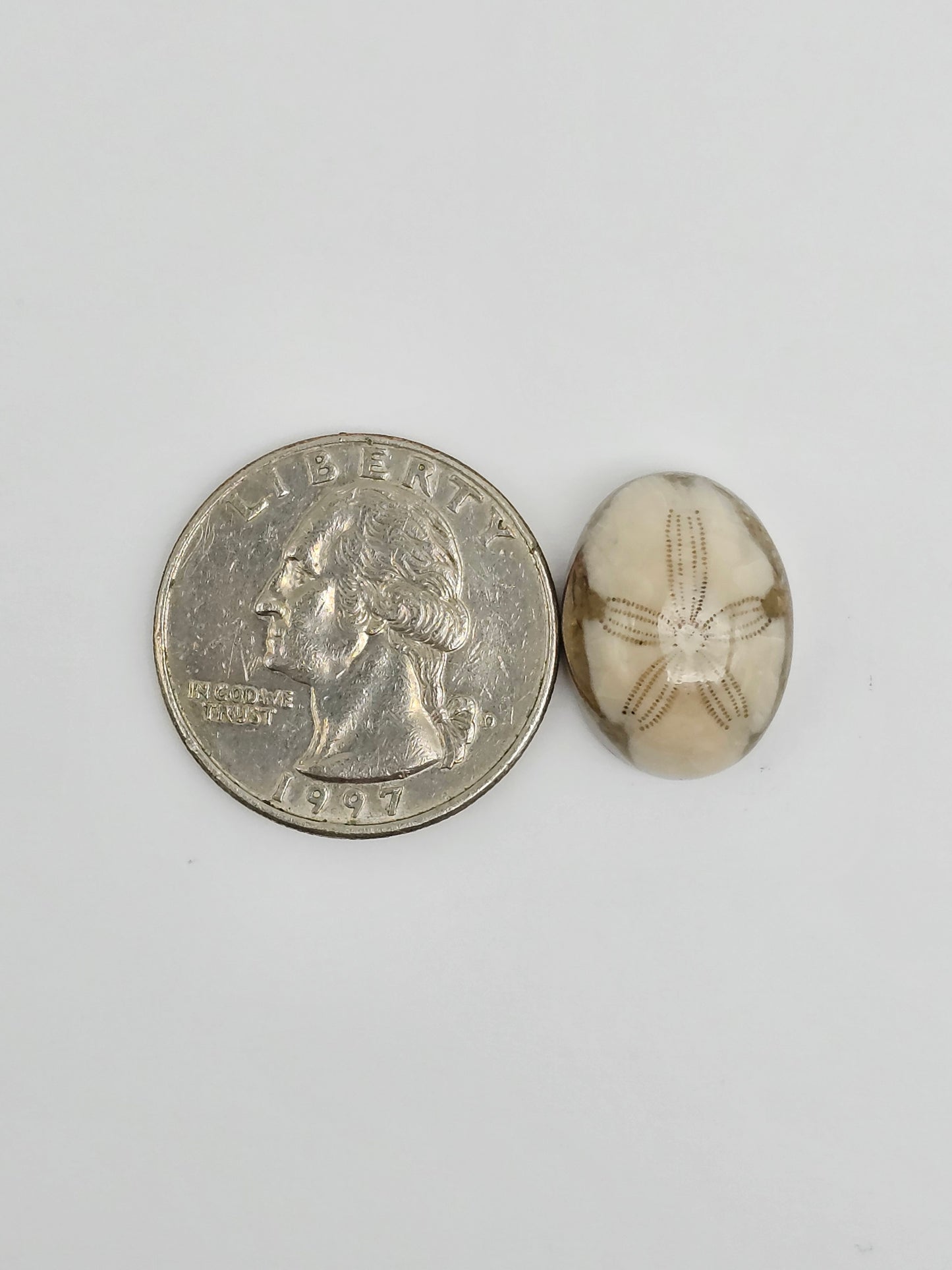 Sea Urchin (Sand Dollar) Fossil Cabochon – Mexican Echinoid
