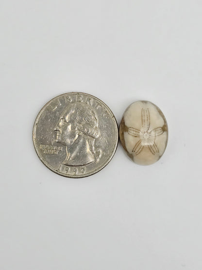 Sea Urchin (Sand Dollar) Fossil Cabochon – Mexican Echinoid