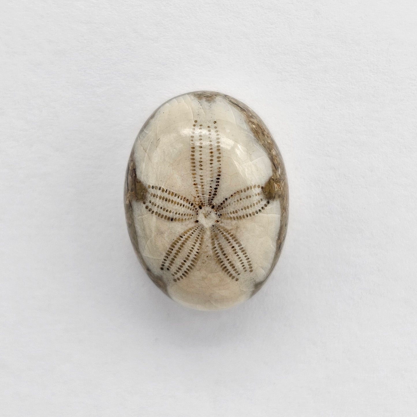 Sea Urchin (Sand Dollar) Fossil Cabochon – Mexican Echinoid