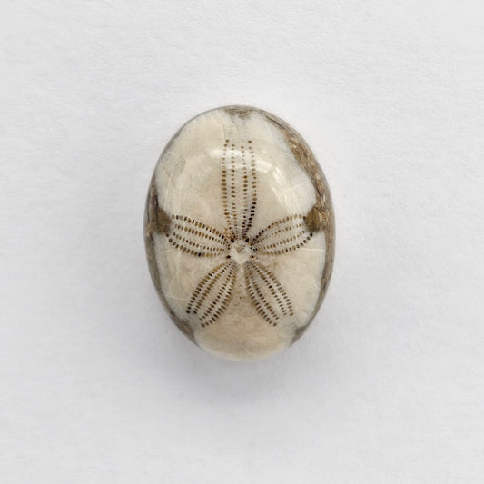 Sea Urchin (Sand Dollar) Fossil Cabochon – Mexican Echinoid