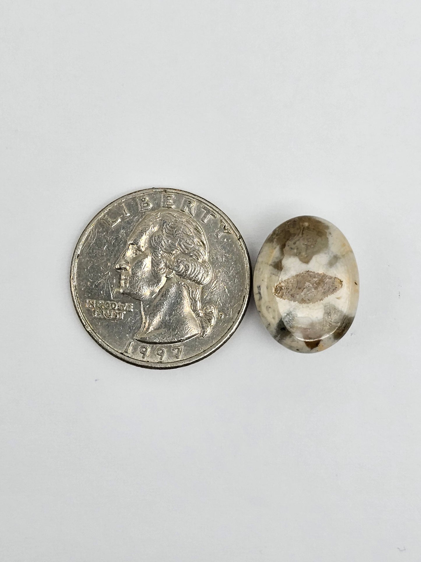 Sea Urchin (Sand Dollar) Fossil Cabochon – Mexican Echinoid