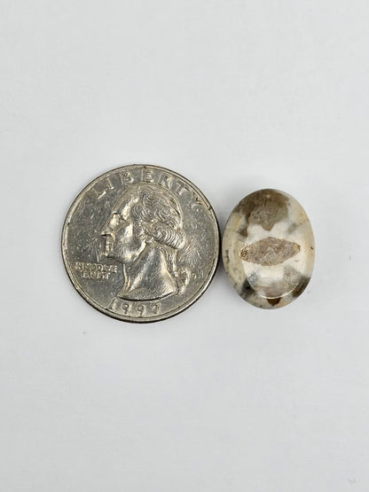 Sea Urchin (Sand Dollar) Fossil Cabochon – Mexican Echinoid